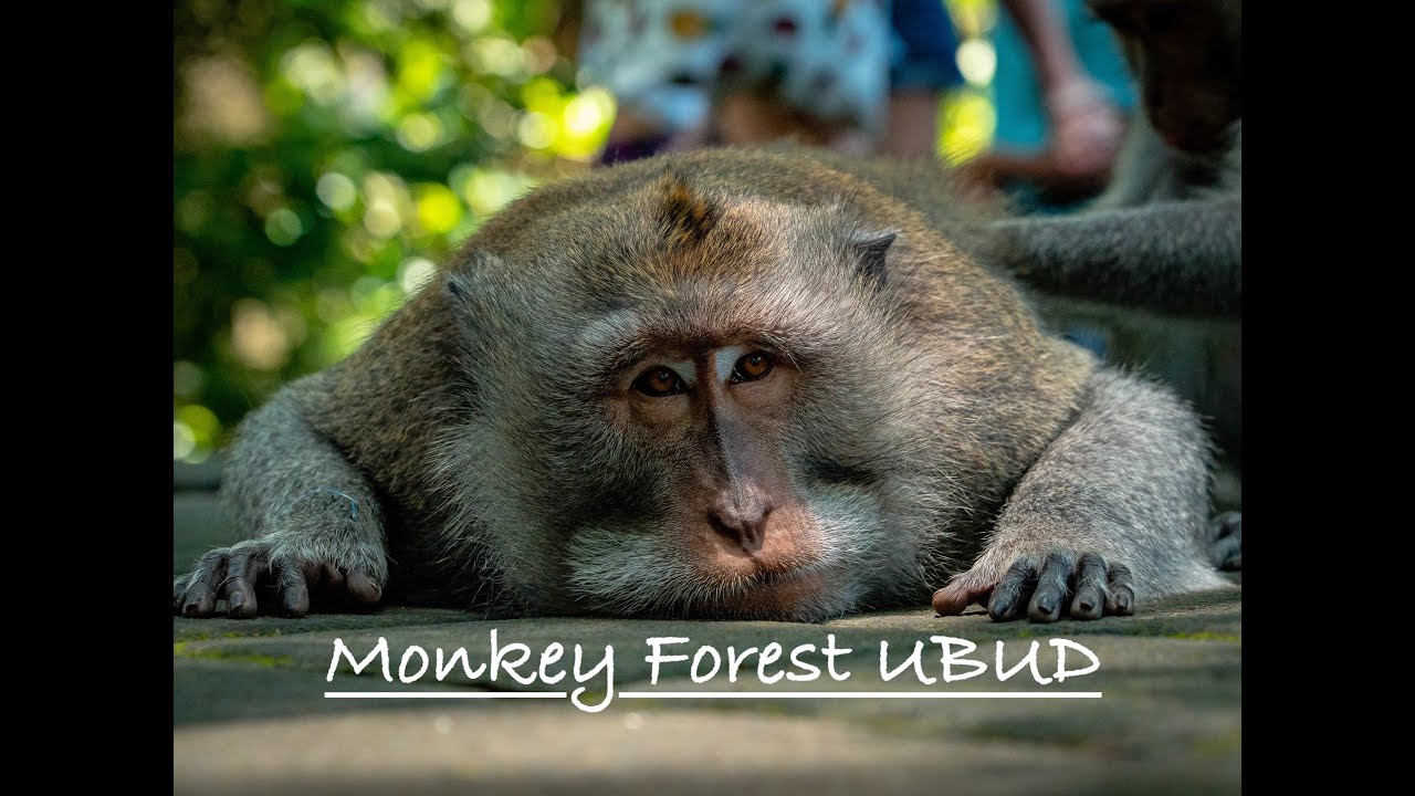 Bali's Crazy Monkey Forest in Ubud 😵‍💫