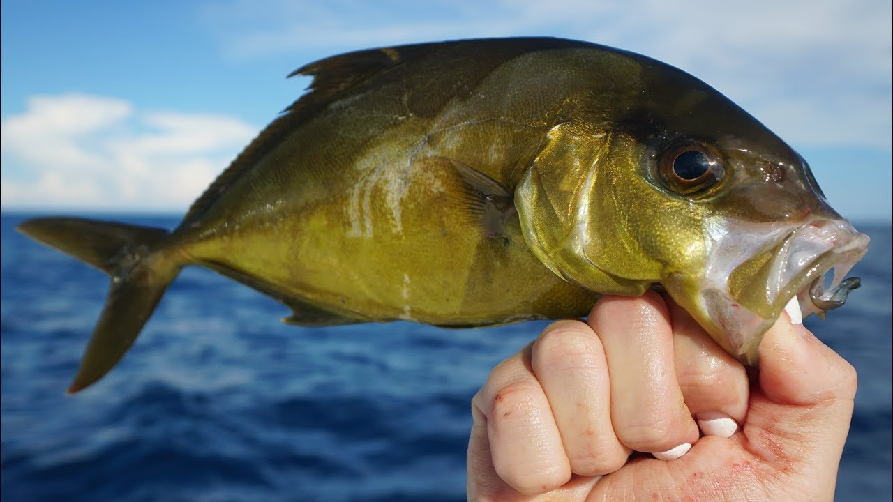 NOBODY Keeps This Fish... Catch Clean Cook- Almaco Jack
