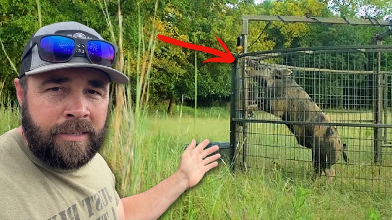 Caught the Big Hog I've Been After!