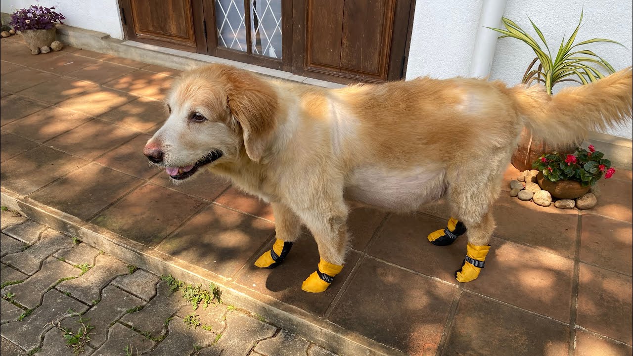 Rainy Day Dog Shoes from Old Umbrella Fabric
