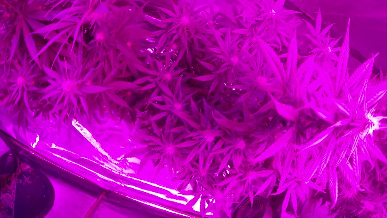 Destiny grow system 4 plant 5 step grow system