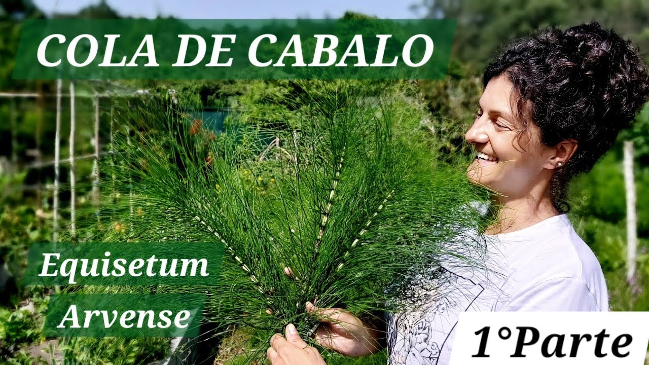 COLA DE CABALO (Equisetum Arvense) 🌿 || {NUSKA}