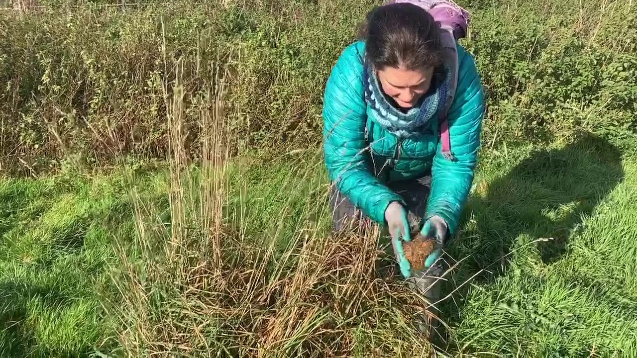 How to find Harvest Mouse nests.