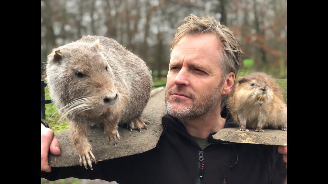 HGO S7 - Muskus-  en beverratten tegengehouden aan Duitse grens