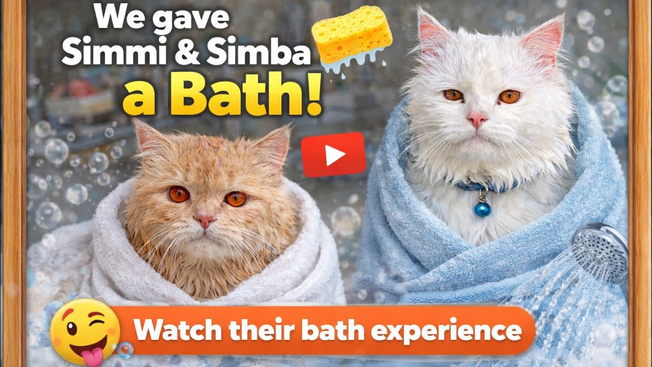 Simmi aur Simha Jo bath 🧼 diya. @simmi.simba_00 #youtube #videos #vlog #minizoo 
