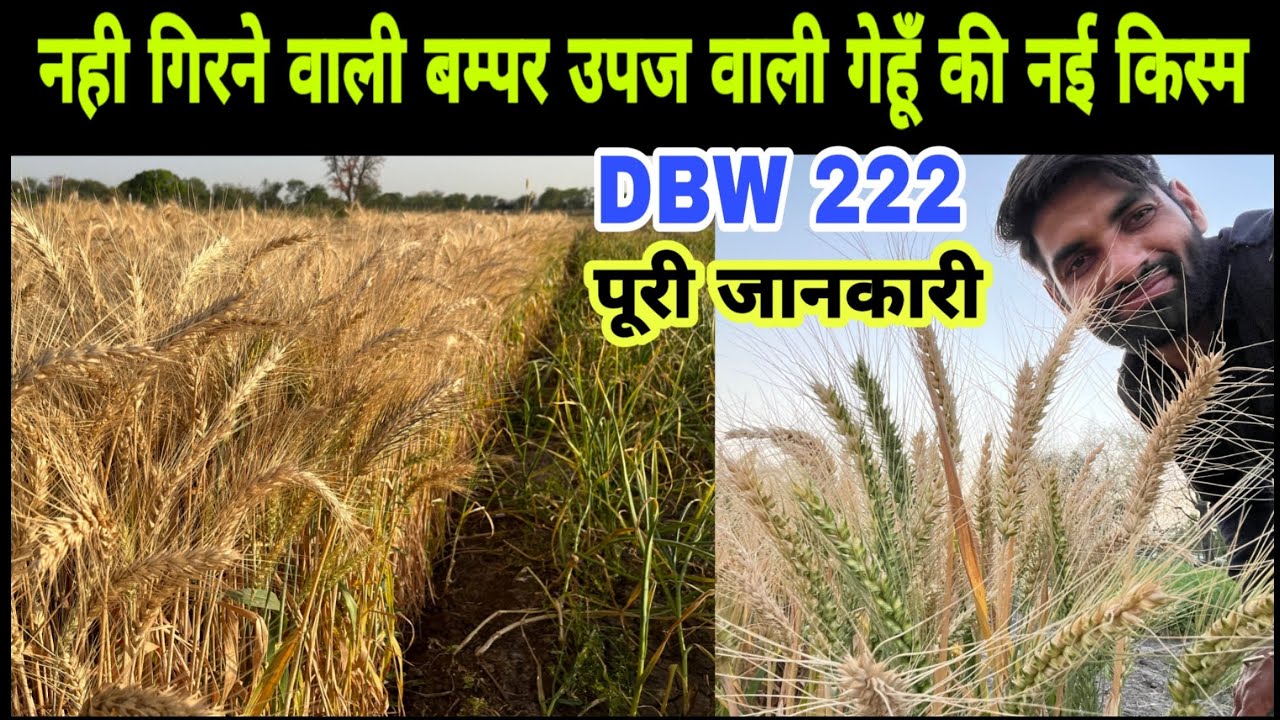 गेहूं की नही गिरने वाली - बम्पर उपज वाली नई वैरायटी || DBW 222 Wheat Variety || Gehu ki kheti ||