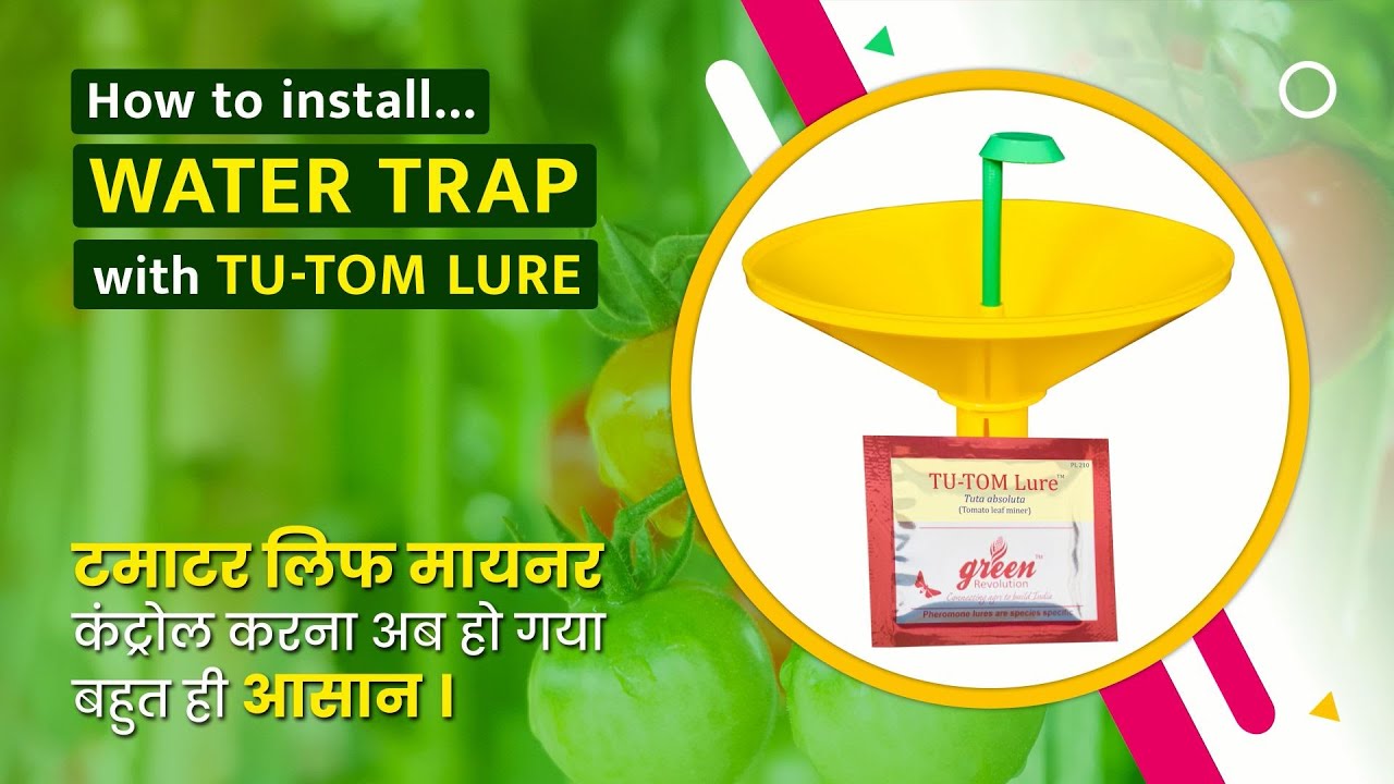 Water Trap Installation in Tomato | How to control tomato leaf minor | Tuta absoluta pheromone lure
