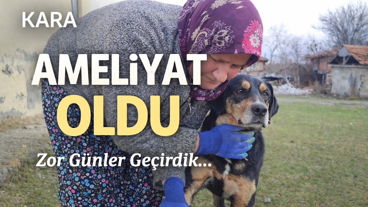 Köpeğimiz Kara’nın Ameliyat Süreci… Zor Günler Geçirdik 🐾 #kökvetoprak #köyhayatı 