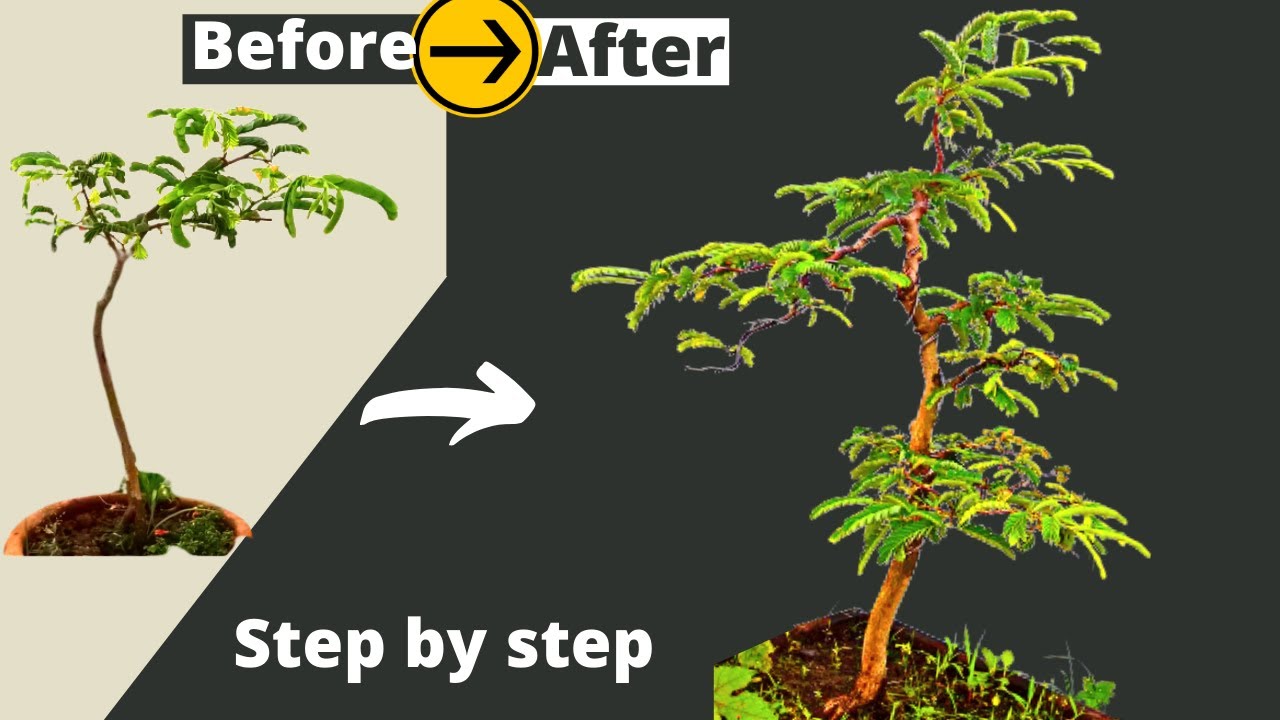 How to make Tamarind Bonsai from seed