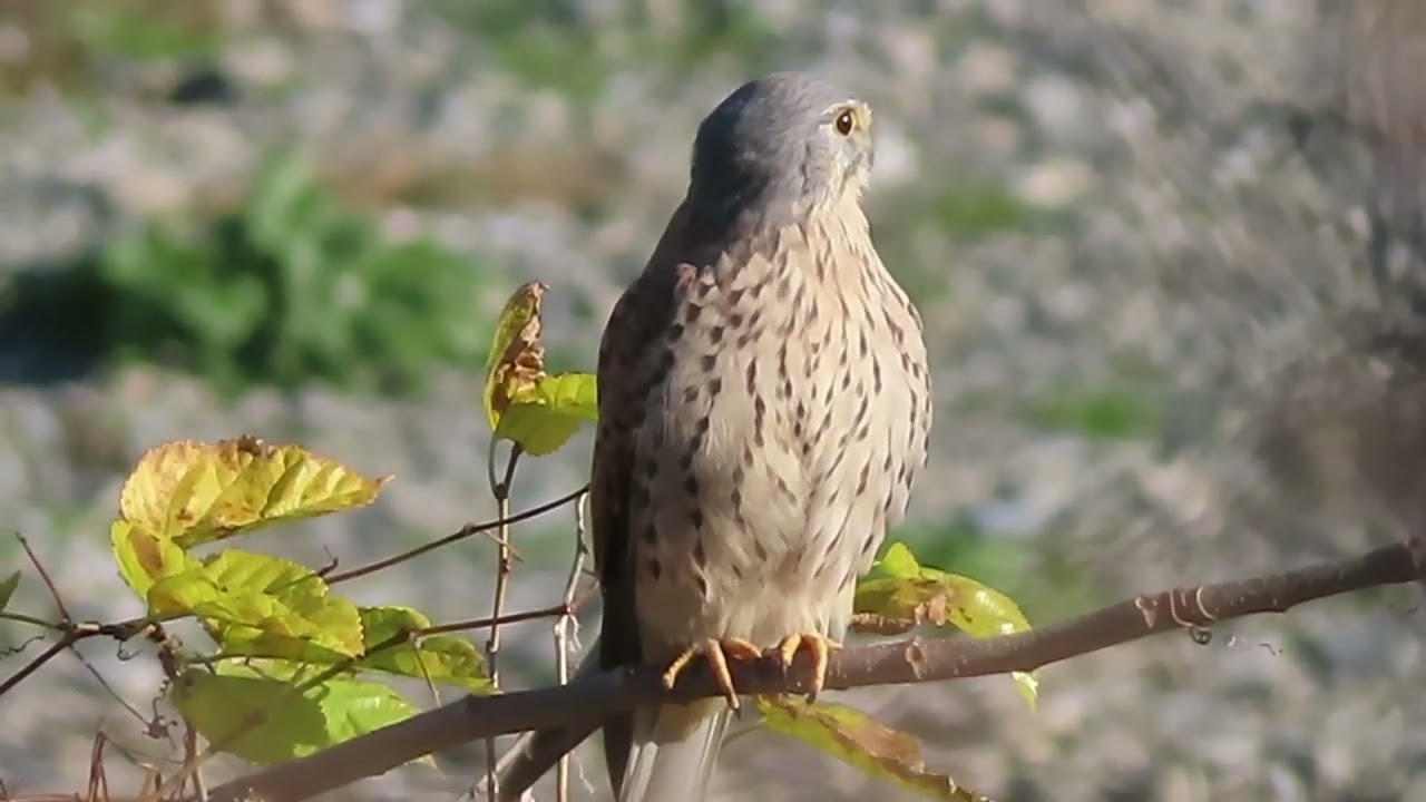 チョウゲンボウ_17_癒し_多摩川_Common Kestrel