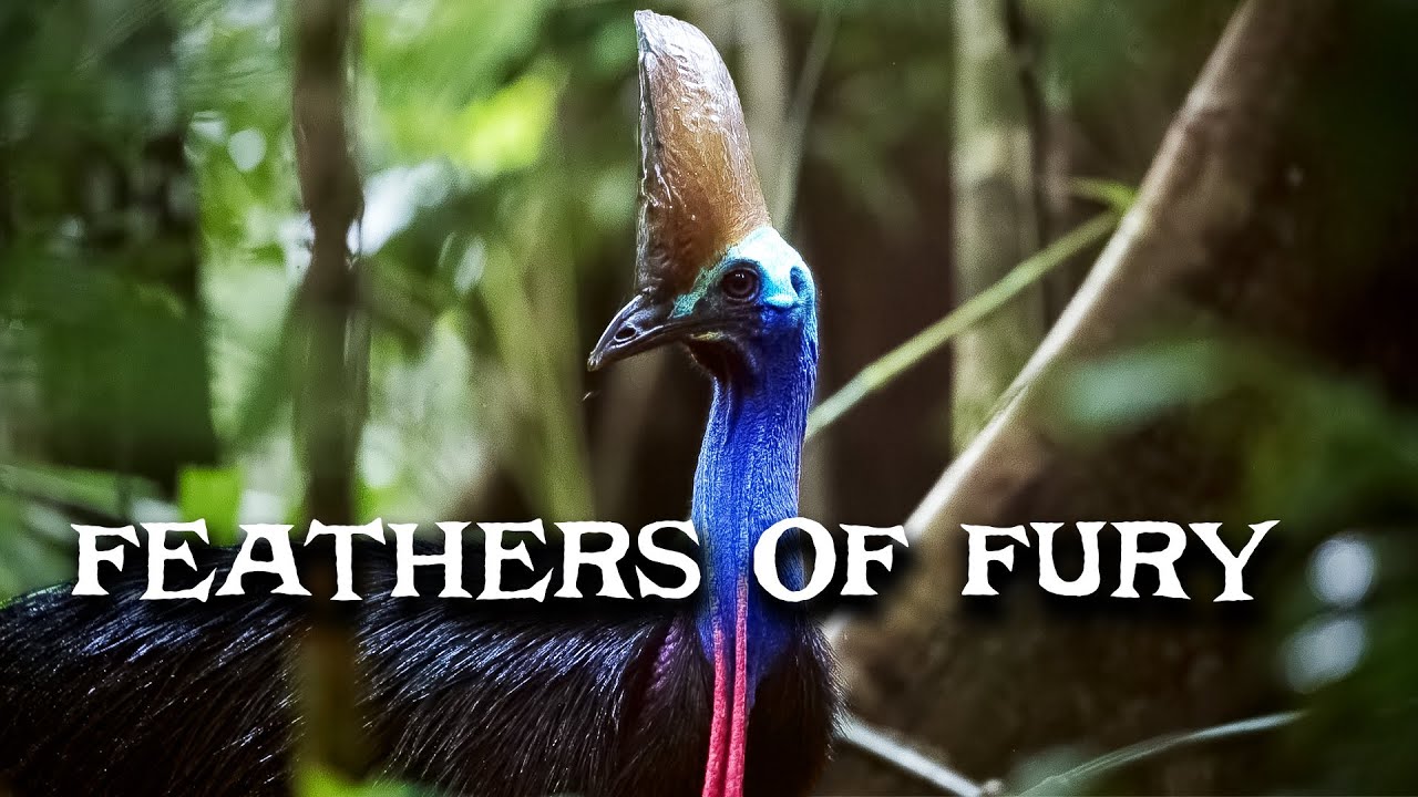The Most Dangerous Bird Alive | Dino Bird | Documentary