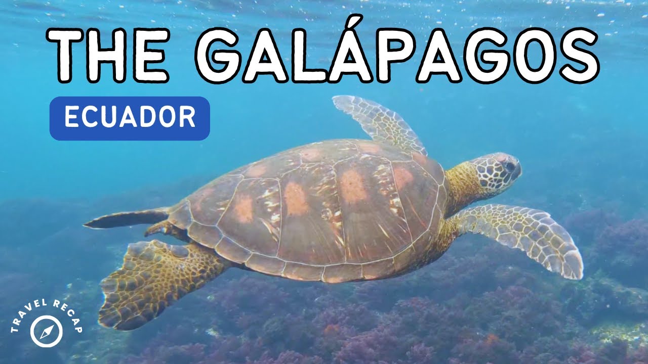 The GAL&Aacute;PAGOS Adventure - Snorkeling & Sea Lions (G Adventures)