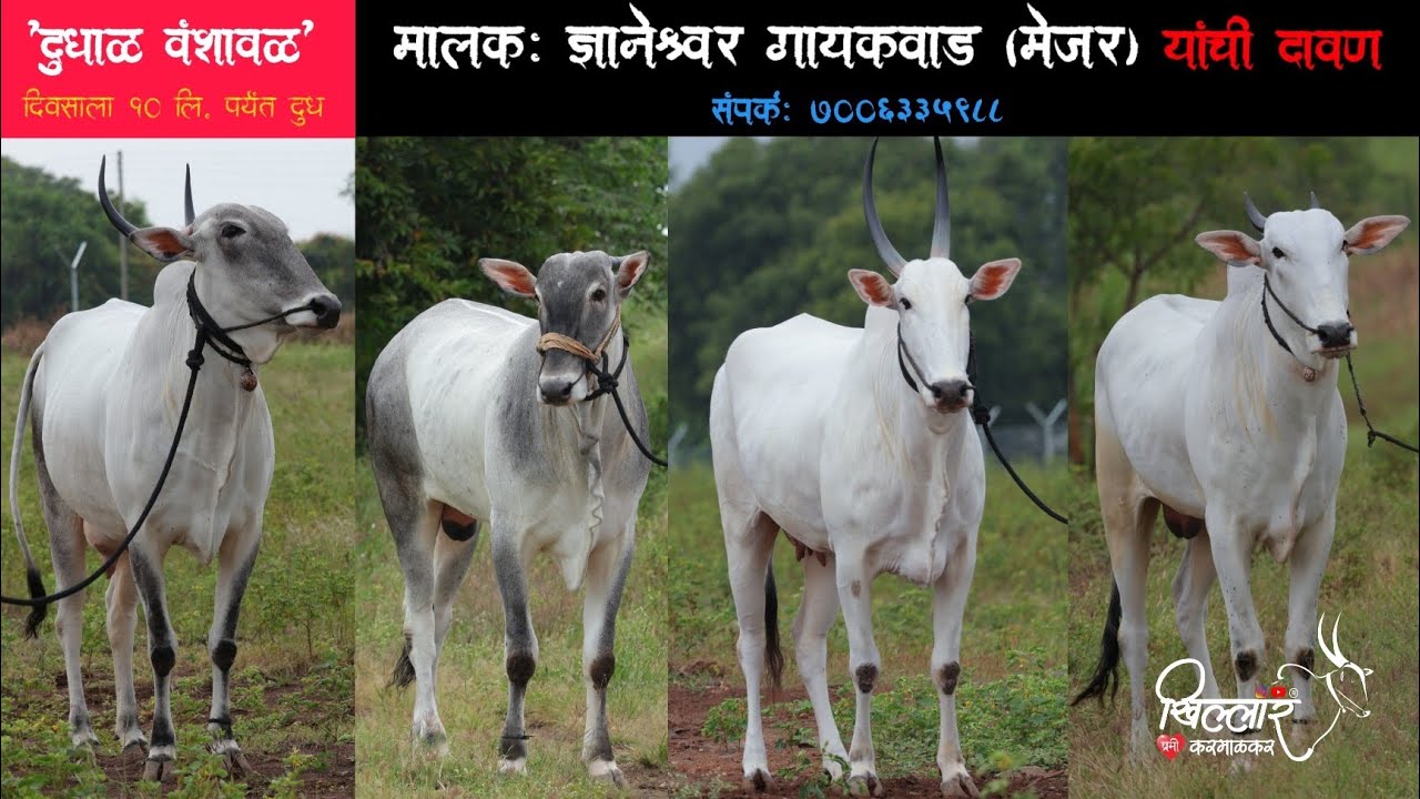 खिल्लार गाईला दिवसाला 10 लि. पर्यंत दुध | ज्ञानेश्वर गायकवाड यांची संपूर्ण मुलाखत | khillar | #cow 