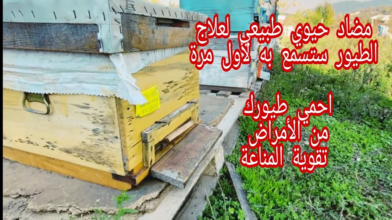 افضل مضاد حيوي طبيعي 100% لعلاج جميع امراض الطيور