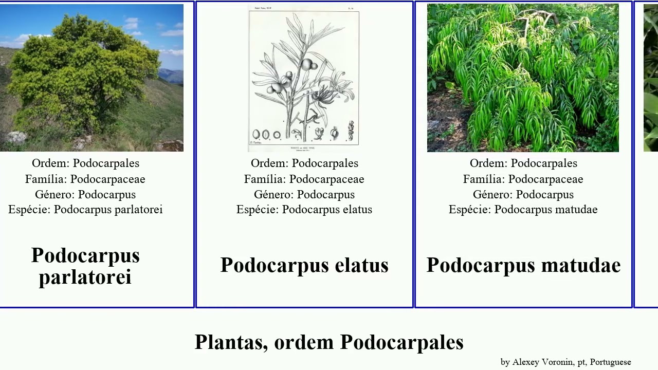 Plantas, ordem Podocarpales podocarpus plants chinensis nagi totara nivalis Fuse Manoao French