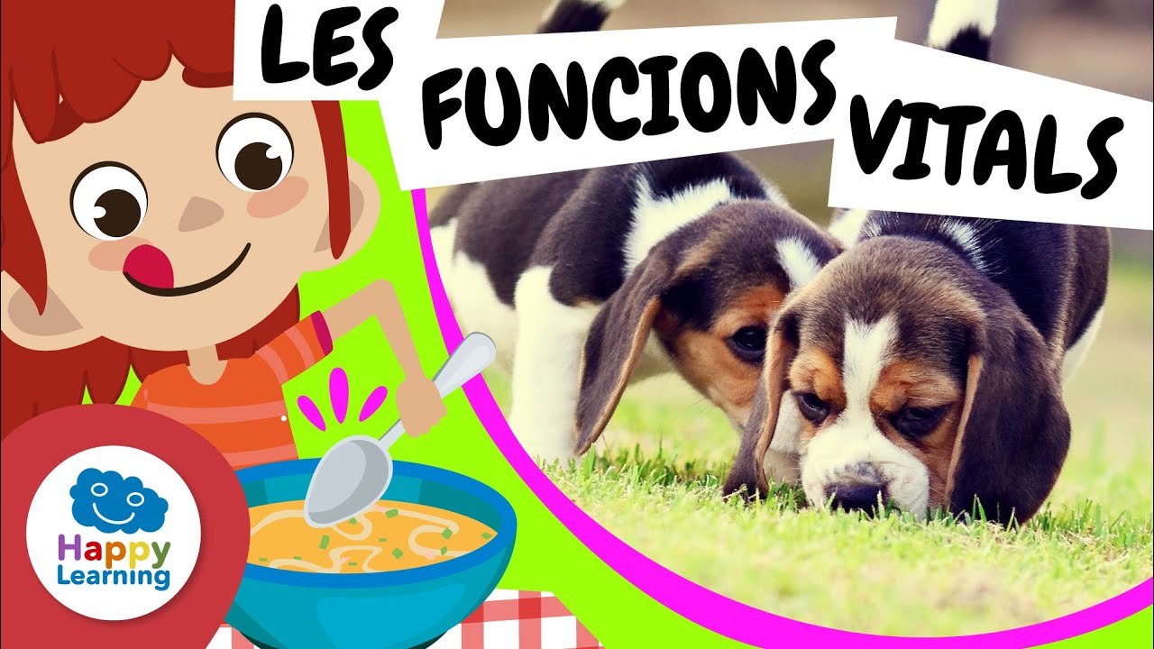 🧠 Funcions Vitals: Quines Són? | Vídeos educatius per a nens en llengua catalana@HappyLearningCAT