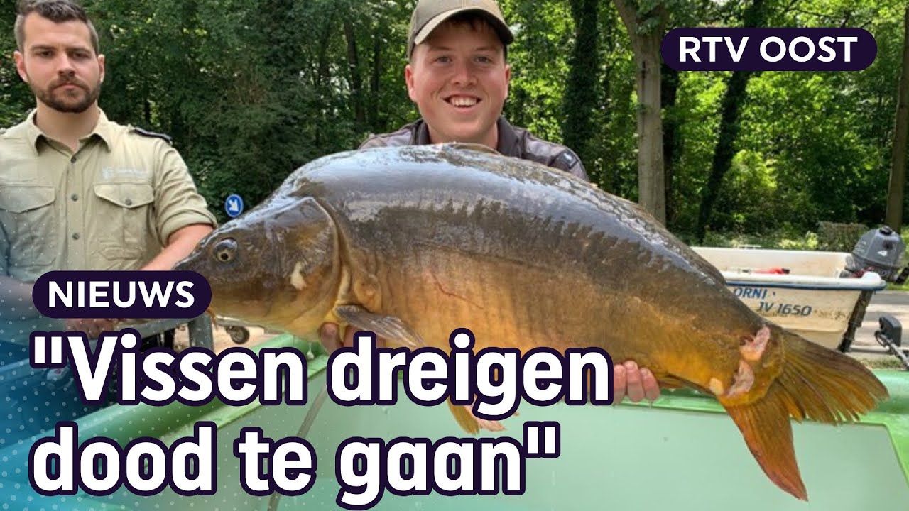 Deze sportvissers redden vissen uit ondergelopen weilanden Limburg | RTV Oost