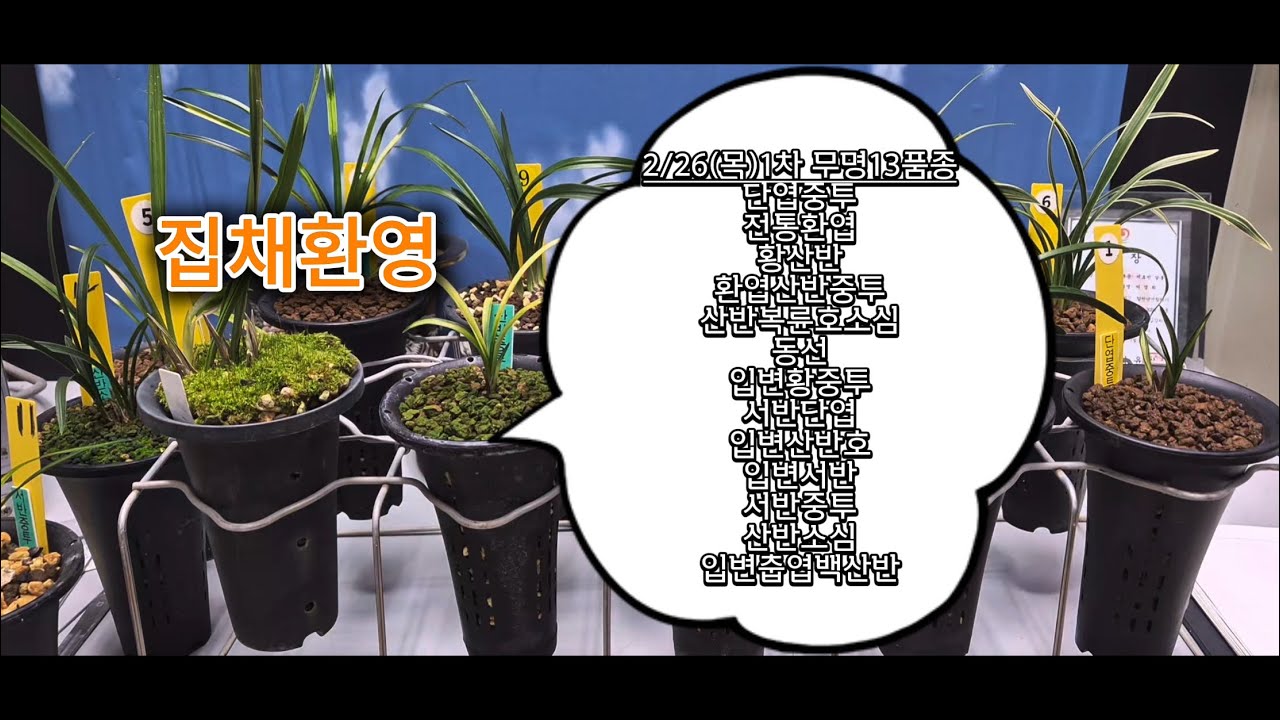 0226 1차 단엽중투 전통환엽서 황산반 환엽산반중투 산반복륜호소심 동선 입변황중투 서반단엽 입변산반호 입변서반 서반중투 산반소심 입변춥엽백산반