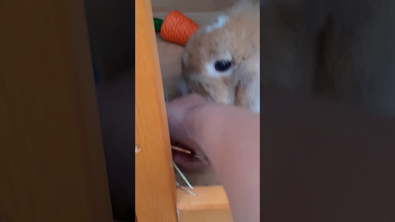 Lots of cute animals vlog
