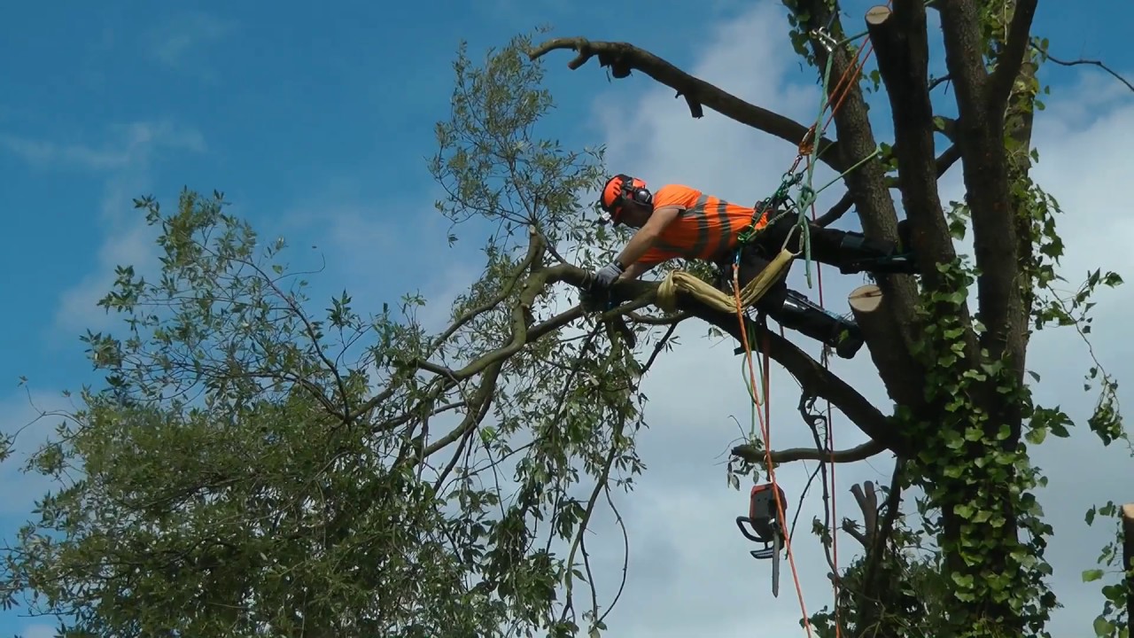 Tree Cutting. Tree Surgeon. Climbing Arborist