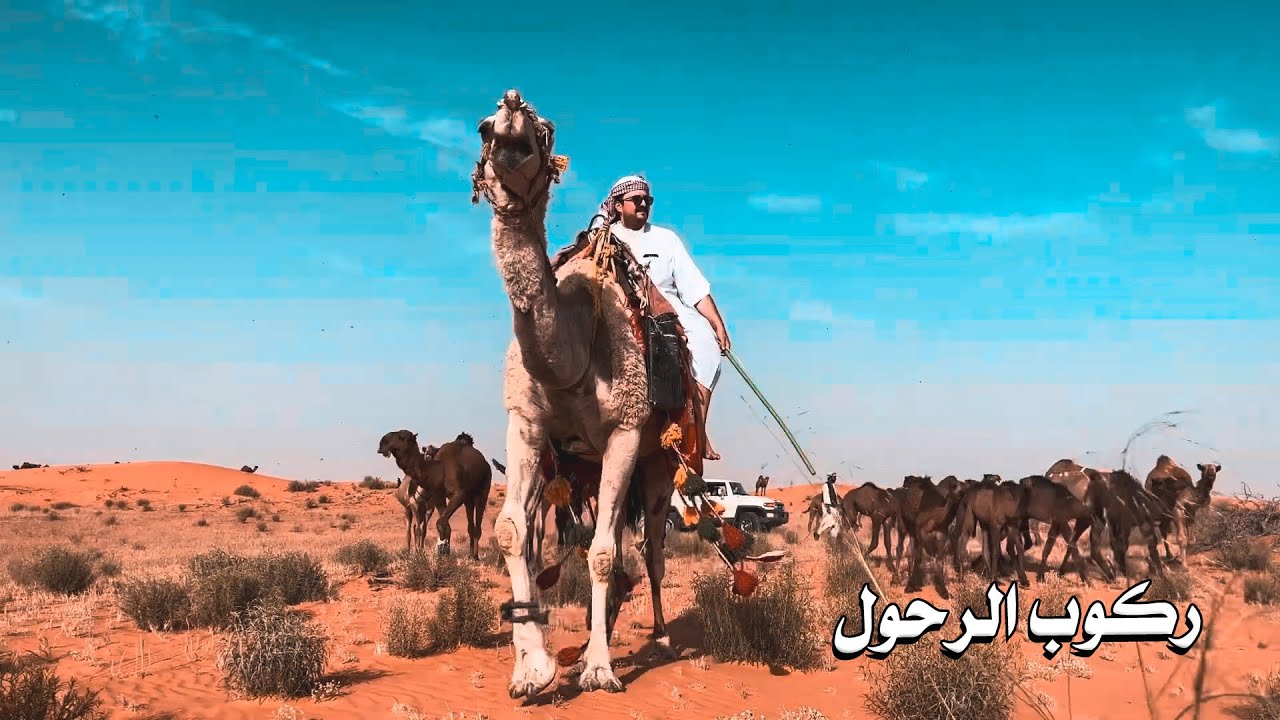 حليب خلفات وركوب الرحول بشديد الابل ❤️