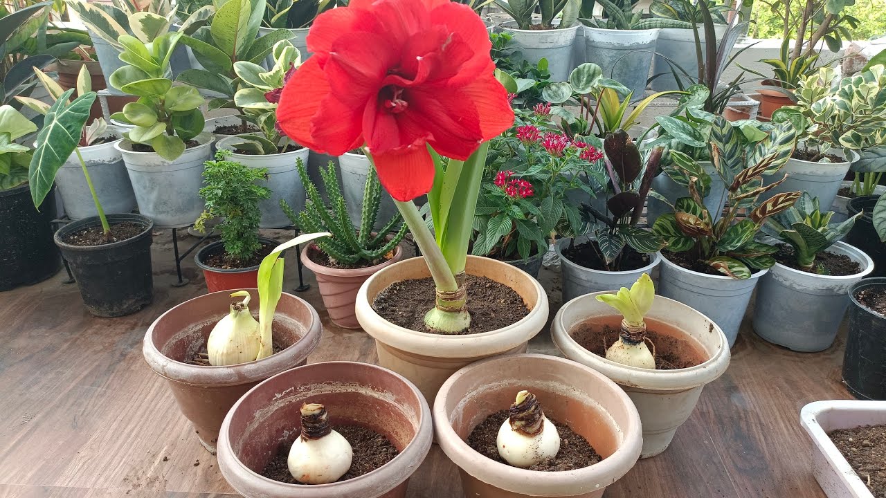 🛑Unboxing Video🛑 I recieved Bulbs from Urban Garden/ How to repot Amaryllis Lily