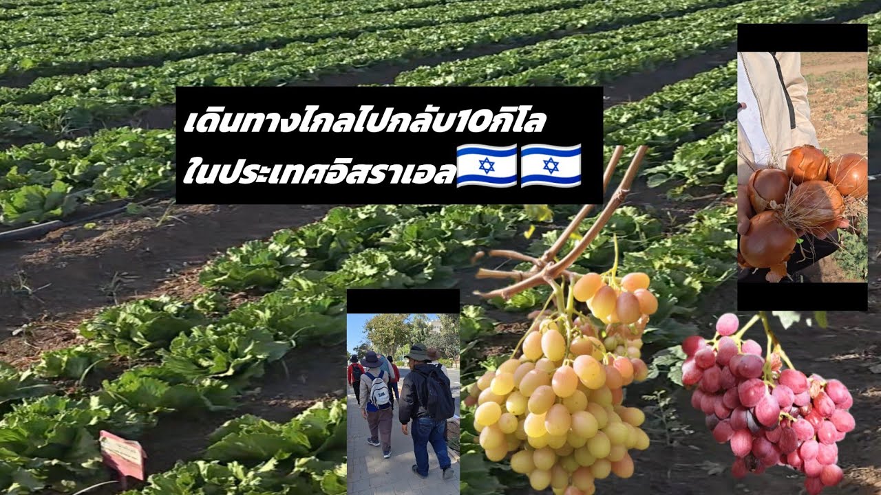 #เดินทางไกลไปเก็บผัก ผลไม้ไปกลับ10กิโลในประเทศอิสราเอล