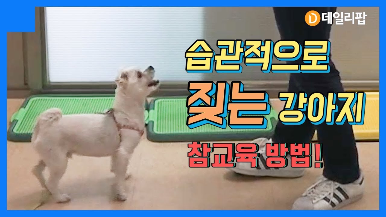습관적으로 '짖는' 강아지, 어떻게 해야 하나요? [데일리팝X팅커벨프로젝트]