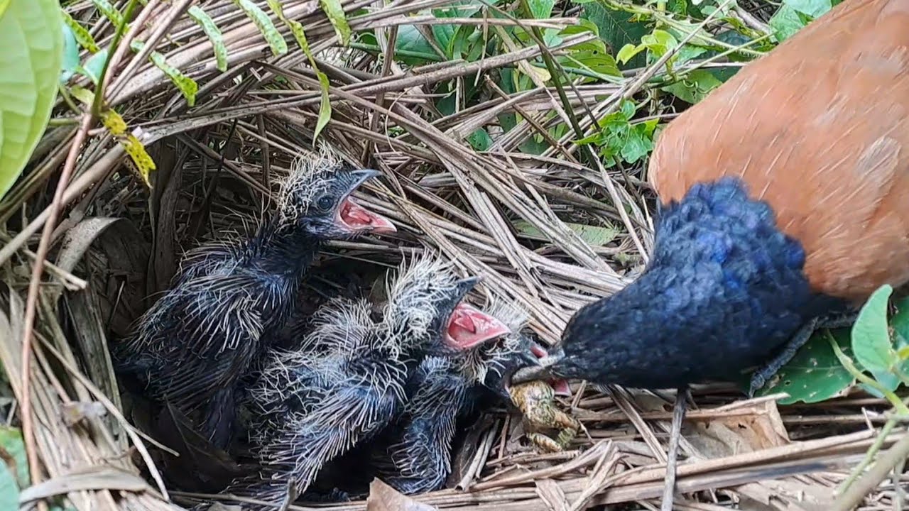 Tiny Mouths, Big Hunger!