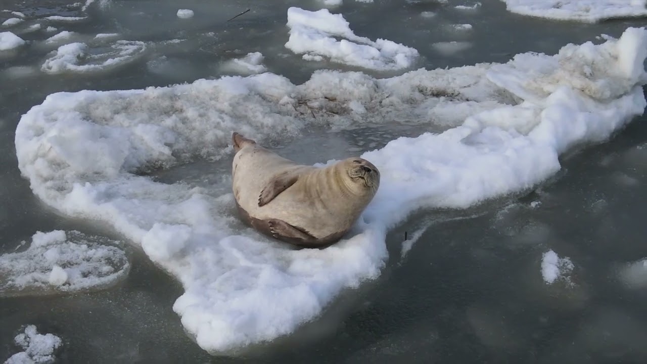 Ever seen a seal floating on an Iceberg?