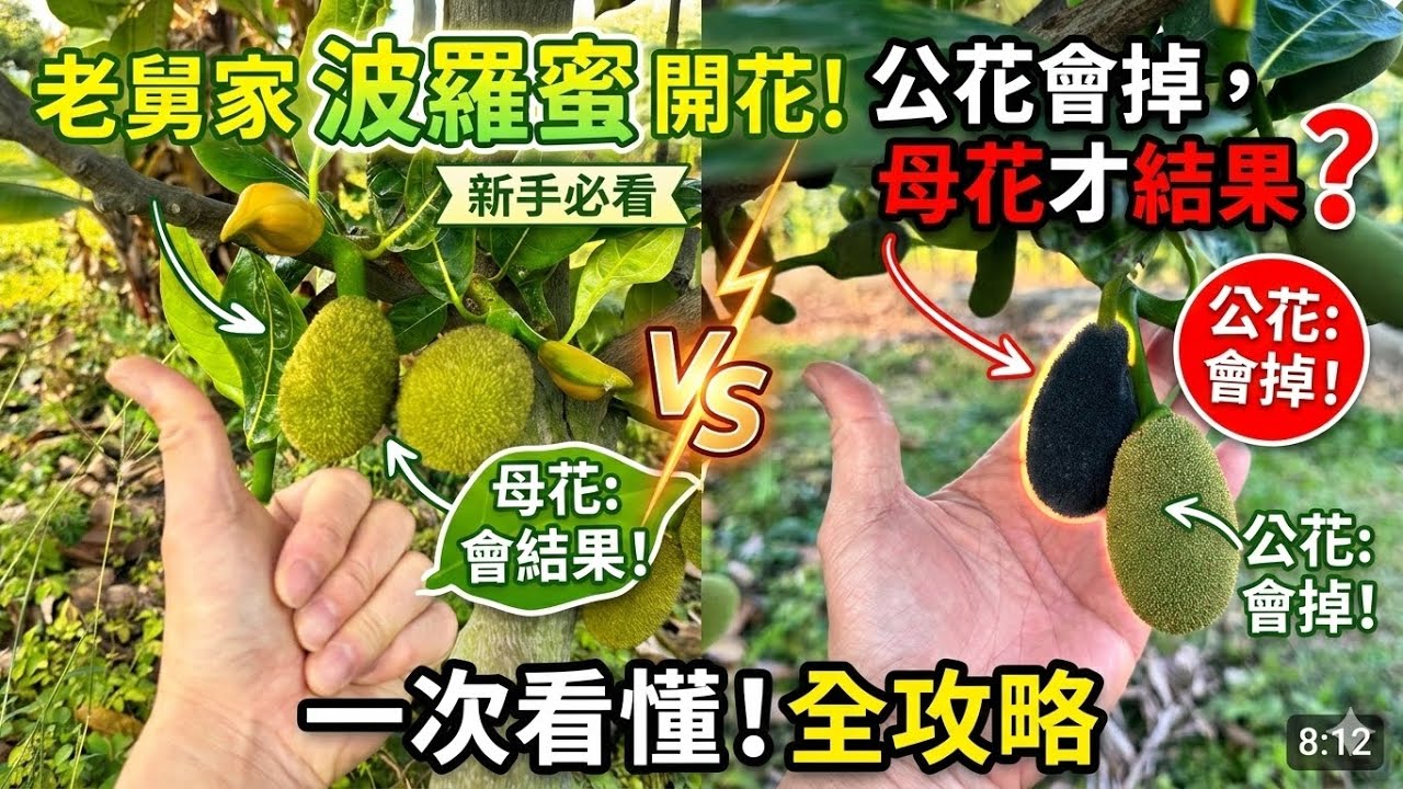 來自老舅家的「波羅蜜」第一年開花！公花會掉、母花才會結果？一次看懂！ 2026年3月6日