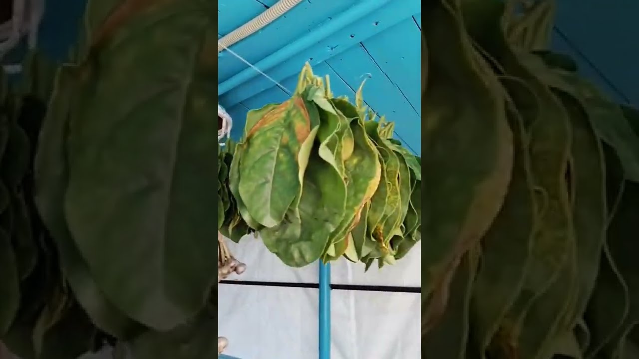 Как сушить табак