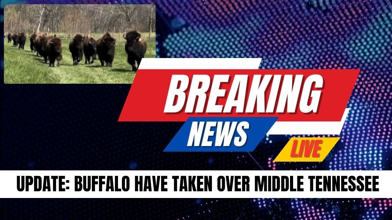 You Won't Believe What Just Arrived in Tennessee! ....IT'S BISON!