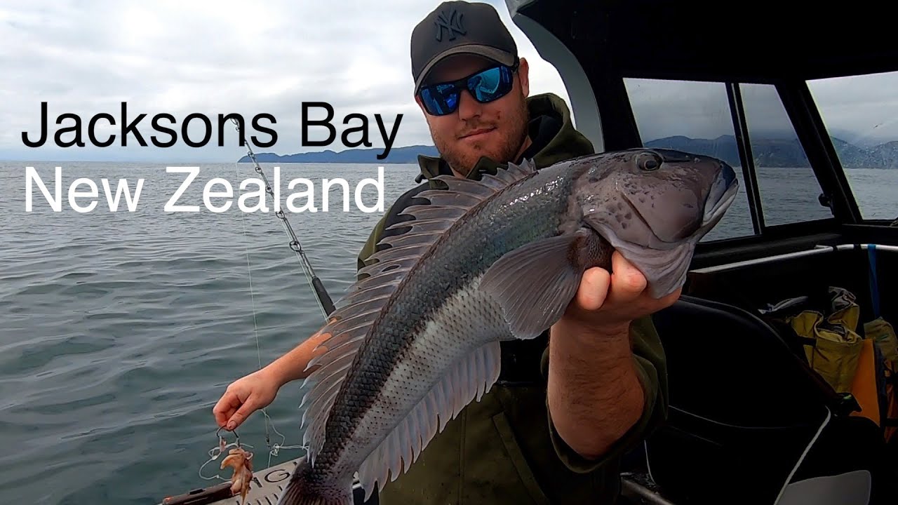 Catch n Cook FISHING in Haast South Westland NZ - Josh James - Bluenose - Tarakihi