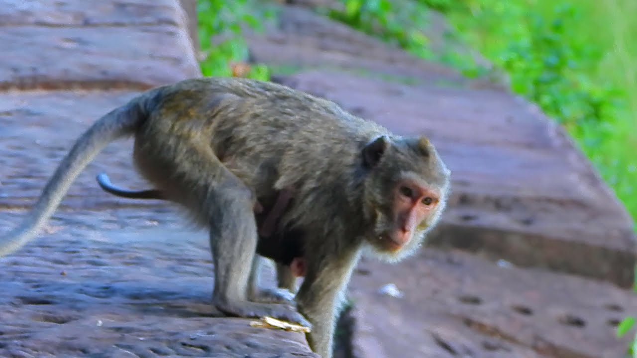 Monkey Marri got newborn baby 4 days ago she still scared