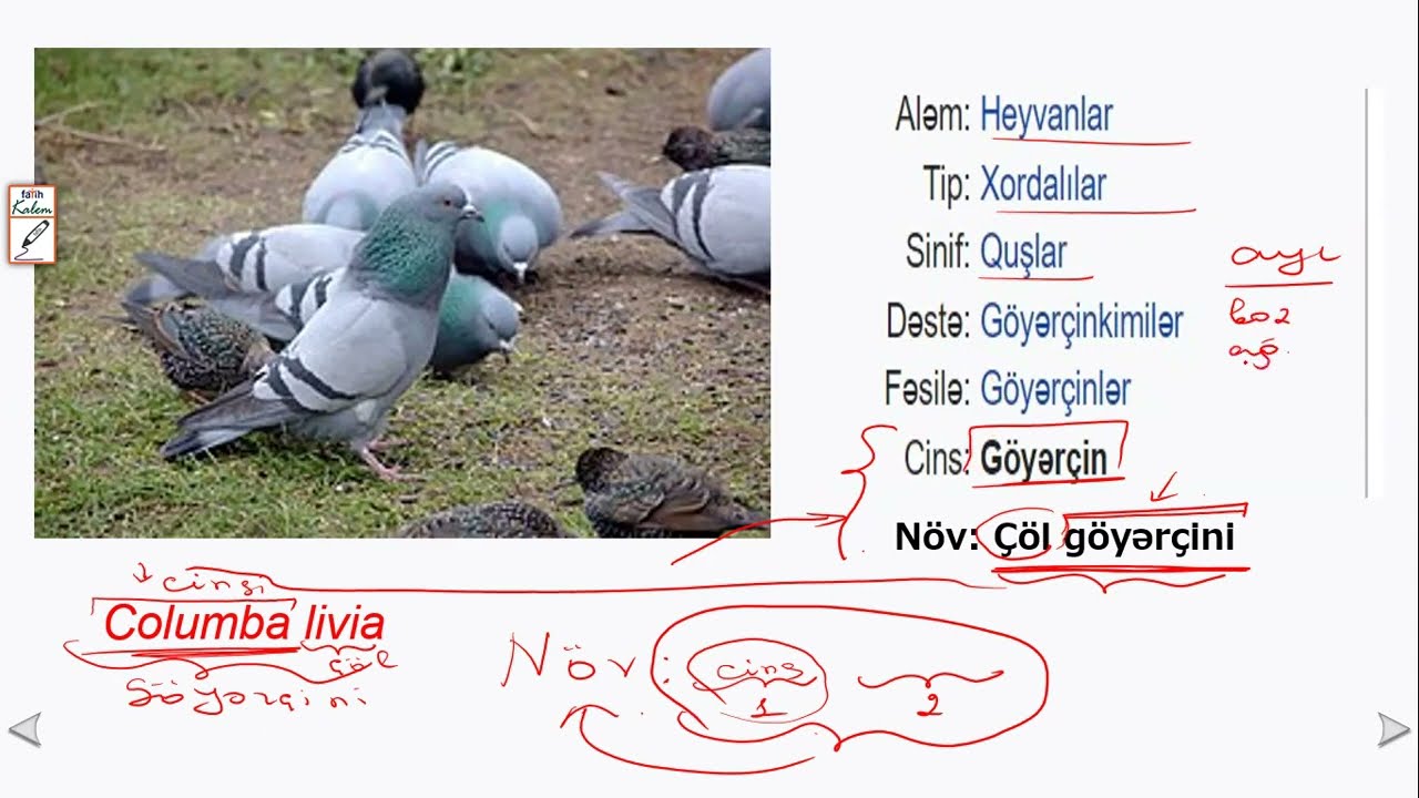 Növ. Populyasiya. Mikrotəkamül