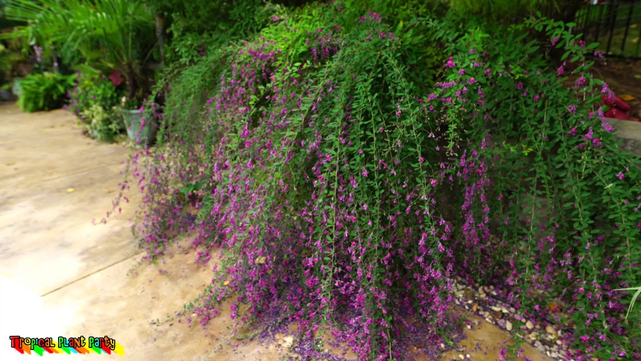 🌺Amazing Pollinator Shrub! 🌺 Lespedeza thunbergii