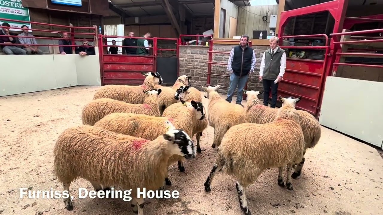 Pately Bridge Mule Gimmer Lamb Sale 2023 Highlights