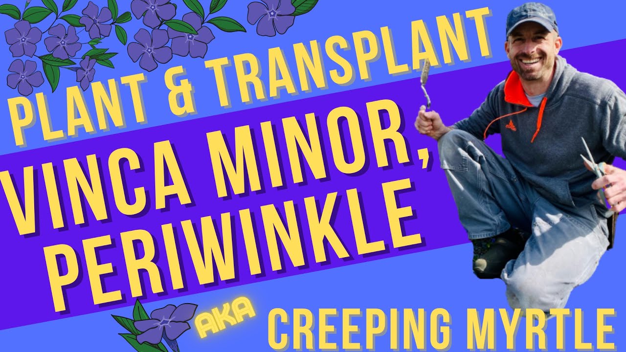 How to Plant & Transplant Vinca Minor, Periwinkle aka Creeping Myrtle Ground Cover