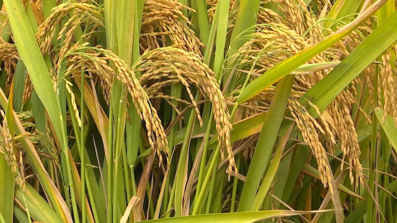 Third-generation hybrid rice achieves high yield