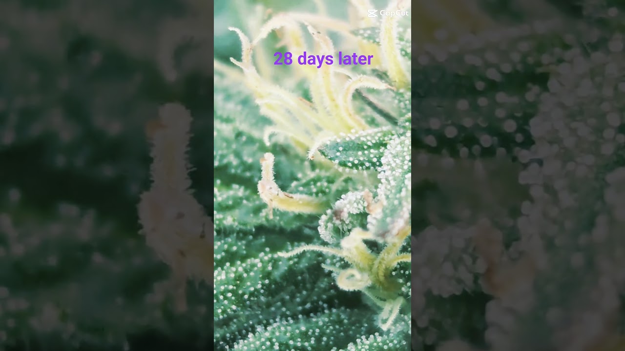 Growing the chronic!!! #cannabisdaily #cannabiseducation