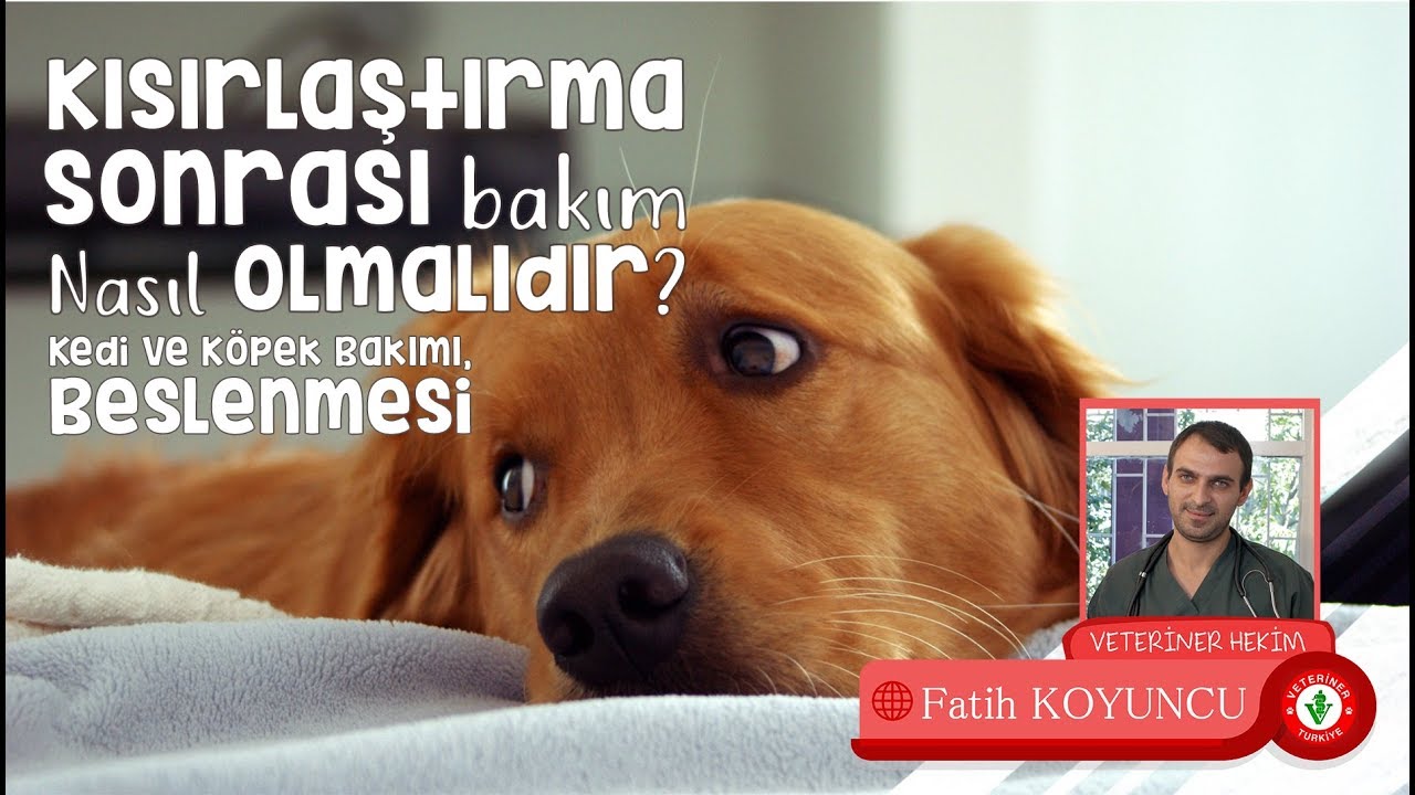 Kısırlaştırma sonrası bakım nasıl olmalıdır? ( kedi, köpek bakımı ve beslenme)