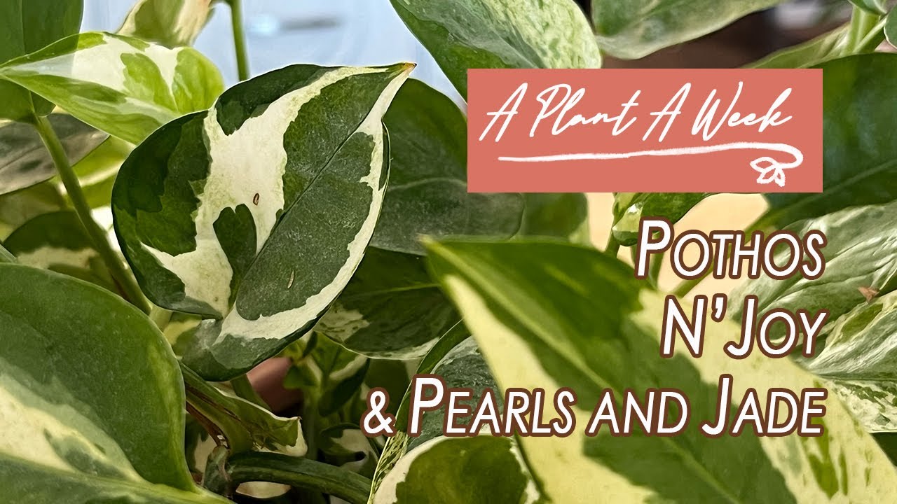 Pothos N'Joy & Pearls and Jade Care | A Plant A Week