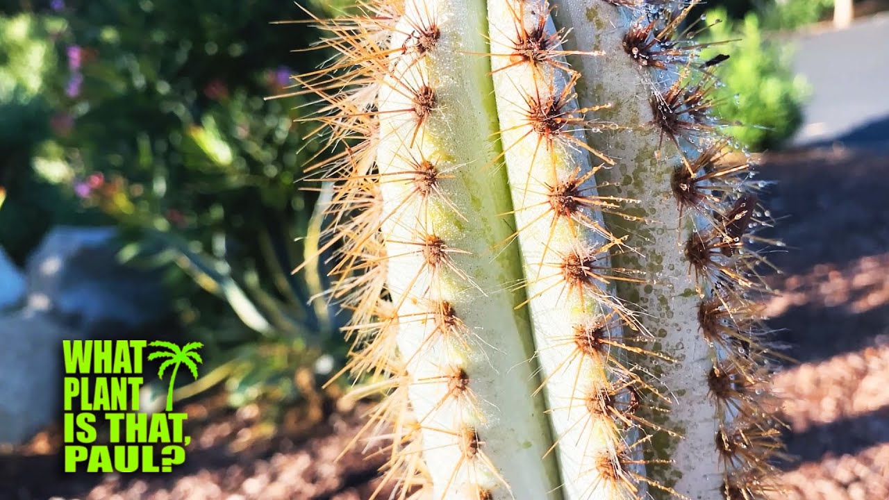 Pilosocereus Azureus ( BLUE TORCH CACTUS ) STUNNING Blue Cactus That  Gets BLUER with AGE.