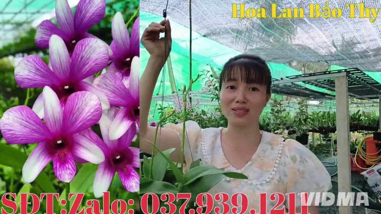 Hoa đẹp hoa thơm,giá yêu thương, kính mời cả nhà 11-3-2026 (HoaLanBảoThy)