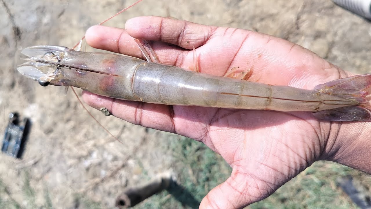 33 gm Final shrimp harvesting.  #shrimpfarming #aquaculture #fishing #vannamei 
