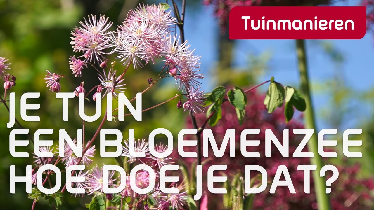 Je tuin een bloemenzee. Hoe doe je dat? | Lente, Zomer| Tuinmanieren