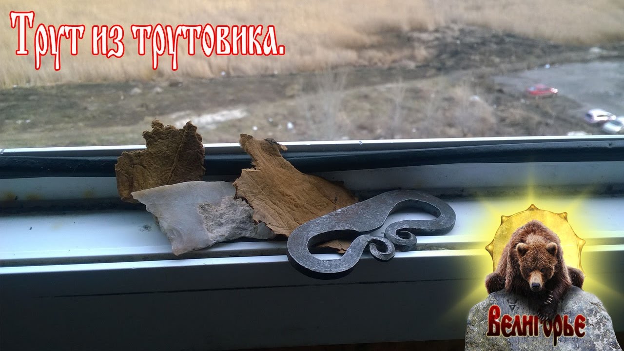 Трут из трутовика . Часть 1.