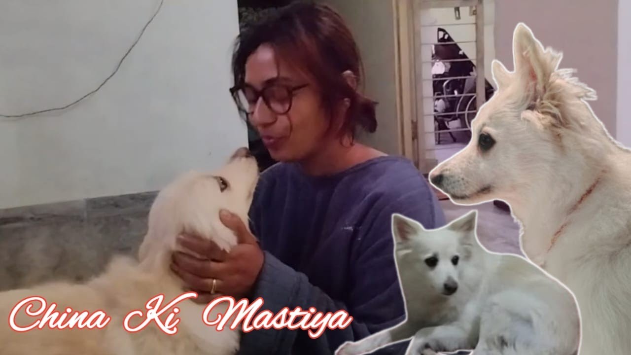  Meri pyari CHEENA ki pyari shararte😘😘🫰🫰🫰#pet#petlover#petshorts#viralpet#cutepet#petreel#petshub