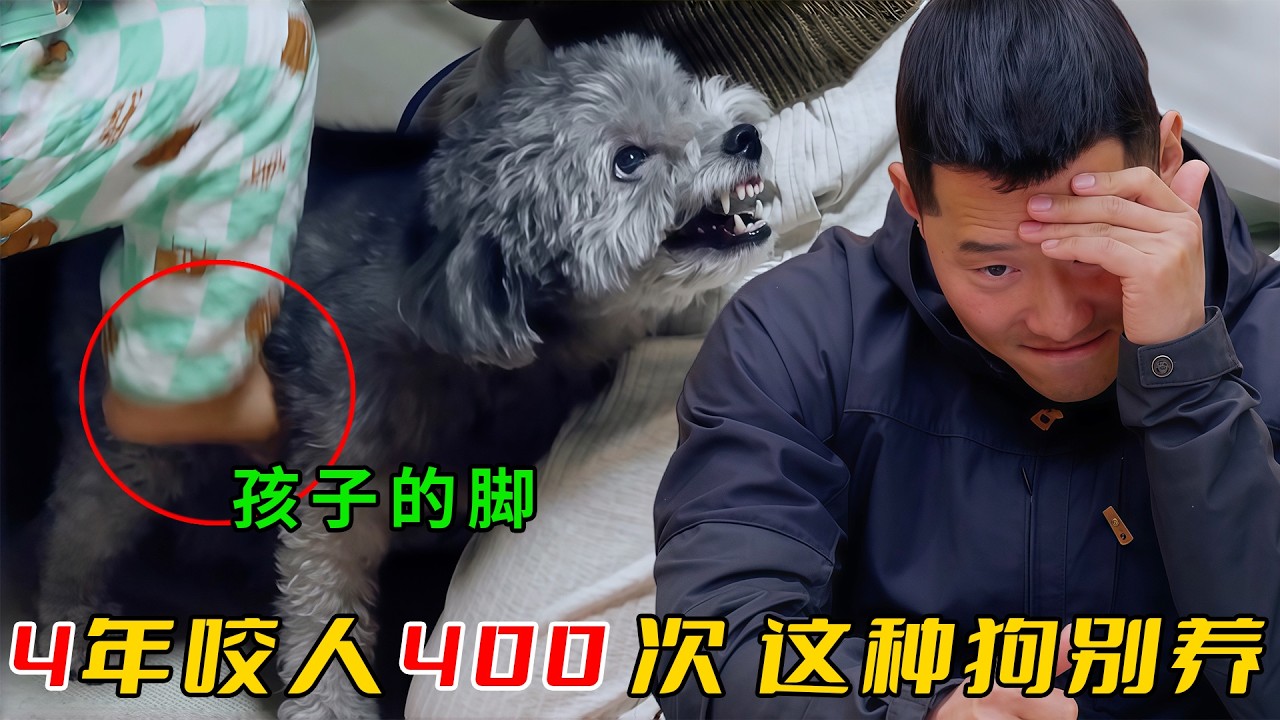 泰迪4年咬人400次，訓犬師一眼斷言訓不了，建議直接送走